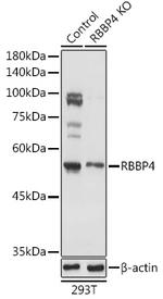 RbAp48 Polyclonal Antibody