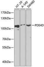 PDE4D Polyclonal Antibody