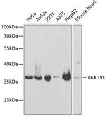 AKR1B1 Polyclonal Antibody