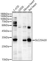 SLC25A20 Polyclonal Antibody