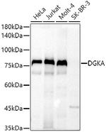 DGKA Polyclonal Antibody