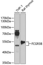CD16b Polyclonal Antibody