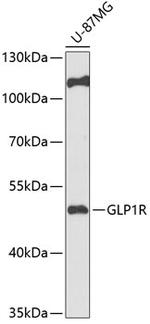 GLP1R Polyclonal Antibody