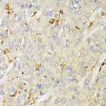 HLA-DPB1 Antibody in Immunohistochemistry (Paraffin) (IHC (P))