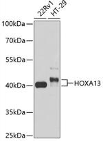 HOXA13 Polyclonal Antibody
