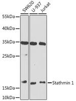 Stathmin 1 Antibody in Western Blot (WB)
