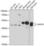 LMX1B Antibody in Western Blot (WB)