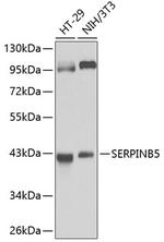 Maspin Antibody in Western Blot (WB)