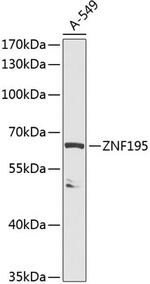 ZNF195 Antibody in Western Blot (WB)