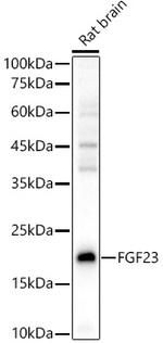 FGF23 Polyclonal Antibody