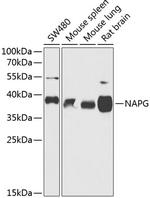 NAPG Polyclonal Antibody