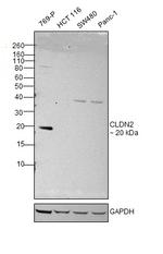 Claudin 2 Antibody