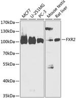 FXR2 Polyclonal Antibody