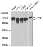 STIP1 Antibody in Western Blot (WB)