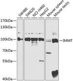 Mitofilin Polyclonal Antibody