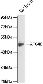 ATG4B Antibody in Western Blot (WB)