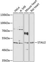 STAU2 Antibody in Western Blot (WB)