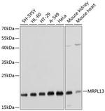 MRPL13 Antibody in Western Blot (WB)