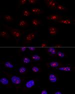 NOP58 Polyclonal Antibody