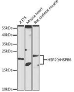 HSP20 Antibody in Western Blot (WB)