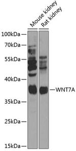 WNT7A Polyclonal Antibody