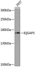 IQGAP3 Polyclonal Antibody