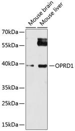 OPRD1 Polyclonal Antibody