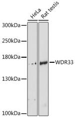 WDR33 Polyclonal Antibody