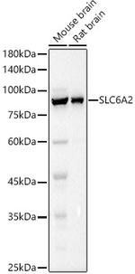 Norepinephrine Transporter Polyclonal Antibody