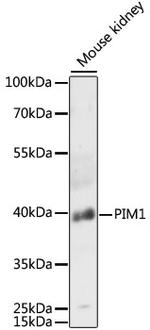PIM1 Antibody in Western Blot (WB)