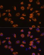 EphA5 Polyclonal Antibody
