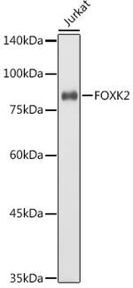 ILF1 Polyclonal Antibody