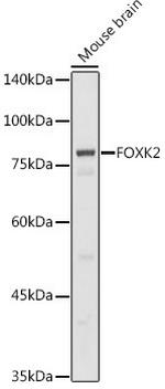 ILF1 Antibody in Western Blot (WB)
