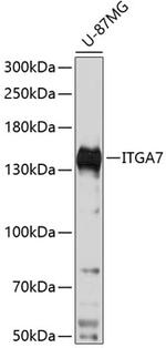 ITGA7 Polyclonal Antibody