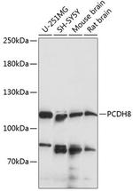 PCDH8 Polyclonal Antibody