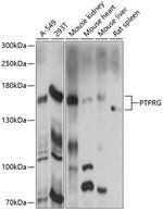 PTPRG Polyclonal Antibody