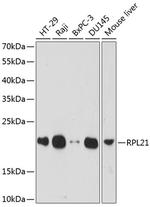 RPL21 Antibody in Western Blot (WB)