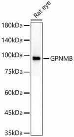 GPNMB Antibody in Western Blot (WB)