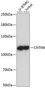 Contactin 6 Polyclonal Antibody