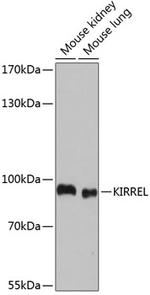 KIRREL Polyclonal Antibody
