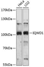DCAF6 Polyclonal Antibody