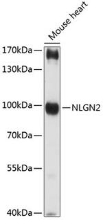 Neuroligin 2 Polyclonal Antibody