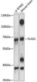 FLAD1 Polyclonal Antibody