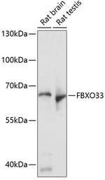 FBXO33 Polyclonal Antibody