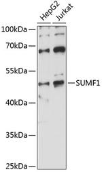 SUMF1 Polyclonal Antibody