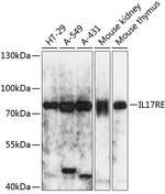 IL17RE Polyclonal Antibody