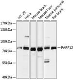PARP12 Polyclonal Antibody