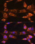 RABL3 Polyclonal Antibody