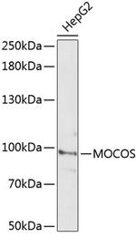 MOCOS Polyclonal Antibody