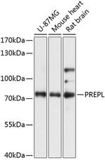 PREPL Antibody in Western Blot (WB)